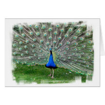 Peacock Plume Greeting Card