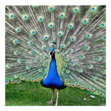 Peacock Plume Invitation