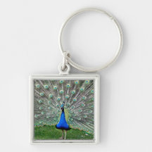 Peacock Plume Keychain