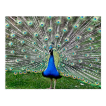 Peacock Plume Postcard