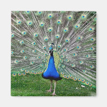 Peacock Plume Square Magnet