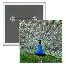 Peacock Plume Square Pin