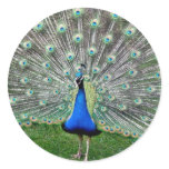 Peacock Plume Stickers stickers