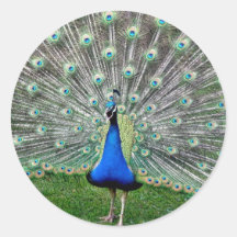 Peacock Plume Stickers