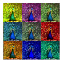peacock pop art posters