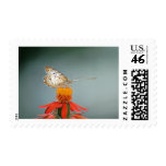 Peacock Postage Stamp