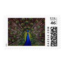 Peacock postage by PublicDomainProducts Peacock postage