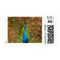 peacock postage by arbeegraphics peacock postage