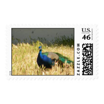 Peacock Postage stamps