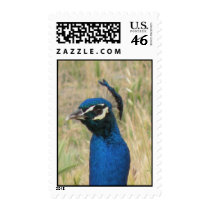 Peacock Postage stamps