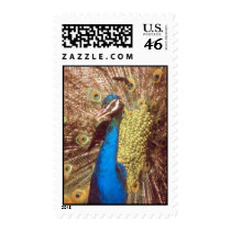 Peacock Postage Stamp