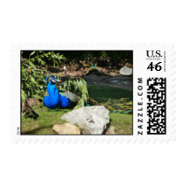 Peacock stamps