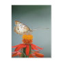 Peacock Post Cards