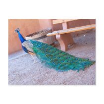 Peacock Postcard