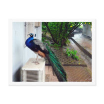 Peacock postcards