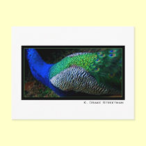 Peacock Postcard postcards