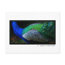 Peacock Postcard