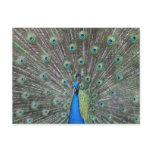 Peacock Postcard