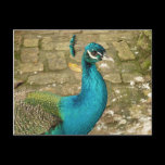 Peacock Postcard