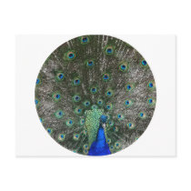 Peacock postcards