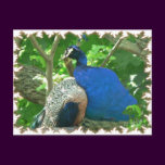Peacock Postcard