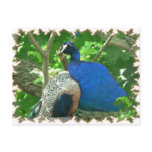 Peacock Postcard