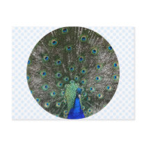 Peacock postcards