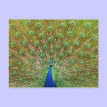 Peacock postcards