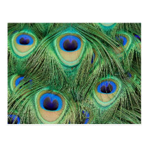 Peacock Postcard