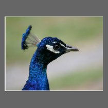 Peacock postcard postcards