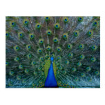 Peacock, postcard