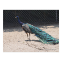 peacock postcard