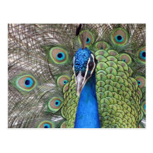 Peacock Postcard