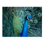 Peacock, postcard