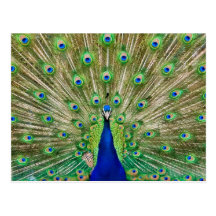 Peacock Postcard