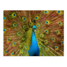 peacock postcard