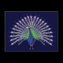 Peacock Postcards postcards