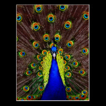Peacock postcards