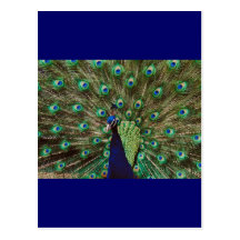 Peacock Postcards