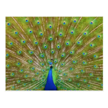 Peacock Postcards