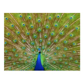 Peacock Postcards