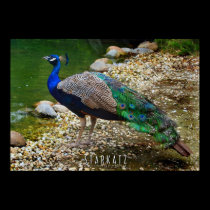 .Peacock. posters by StarK8tz .Peacock. posters