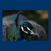 Peacock posters by lesleyworld Peacock posters