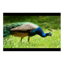 Peacock posters by SabineSt Peacock posters