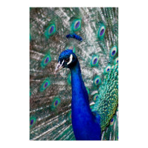 Peacock posters by davidalmeda Peacock posters