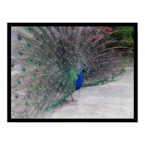 Peacock posters