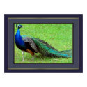 Peacock posters