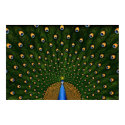 Peacock posters by vladstudio Peacock posters
