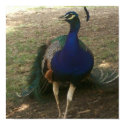 Peacock Poster posters