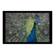 Peacock posters by cARTerART Peacock posters